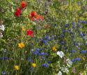 Sommerblomst 'Bivækst'
