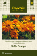 Morgenfrue 'Ball's Orange'