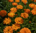 Morgenfrue 'Ball's Orange'