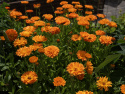 Morgenfrue 'Ball's Orange'
