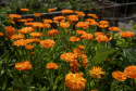 Morgenfrue 'Ball's Orange'