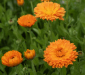 Morgenfrue 'Ball's Orange'
