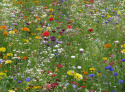 Sommerblomstblanding