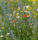 Sommerblomster XL Vilde blomster