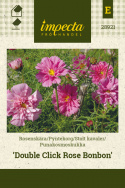 Stolt kavaler 'Double Click Rose Bonbon'