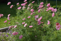Stolt kavaler 'Double Click Rose Bonbon'