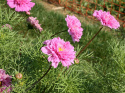 Stolt kavaler 'Double Click Rose Bonbon'