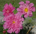Stolt kavaler 'Double Click Rose Bonbon'