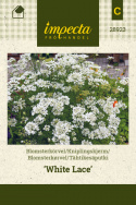 Blomsterkørvel 'White Lace'
