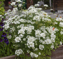 Blomsterkørvel 'White Lace'