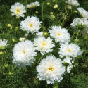 Stolt kavaler 'Double Click Snow Puff'