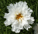Stolt kavaler 'Double Click Snow Puff'