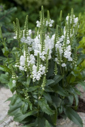 Drejeblomst 'Crystal Peak White'