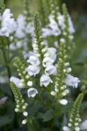 Drejeblomst 'Crystal Peak White'