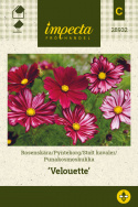 Stolt kavaler 'Velouette'