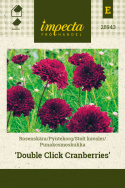 Stolt kavaler 'Double Click Cranberries'