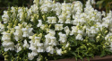 Løvemund F1 'Snappy White'
