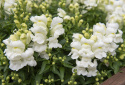 Løvemund F1 'Snappy White'
