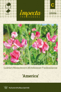 Ærteblomst 'America'