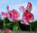 Ærteblomst 'America'
