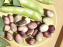 Hestebønne 'Extra precoce a grano violetto'
