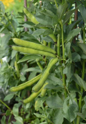 Hestebønne 'Superaguadulce'