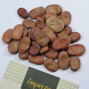 Hestebønne 'Superaguadulce'
