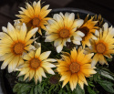 Påfugleblomst F1 'Zany Sunny-Side Up'