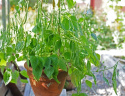 Knækbønne 'Mascotte'