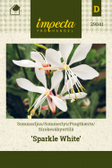 Pragtkærte 'Sparkle White'