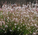 Pragtkærte 'Sparkle White'