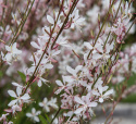 Pragtkærte 'Sparkle White'