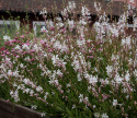 Pragtkærte 'Sparkle White'