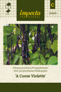 Stangbønne 'A Cosse Violette'