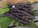 Stangbønne 'A Cosse Violette'