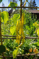 Stor voksbønne 'Goldmarie'