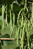 Stangbønne 'Cobra'