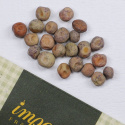 Sukkerært 'Golden Sweet'