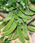 Sukkerærter 'Oregon Sugar Pod'