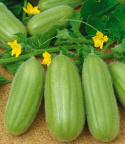 Melonagurk 'Carosello'