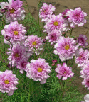 Stolt kavaler 'Double Click Bicolour Pink'