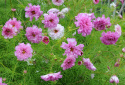 Stolt kavaler 'Double Click Bicolour Pink'