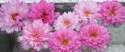 Stolt kavaler 'Double Click Bicolour Pink'