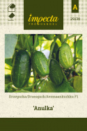 Drueagurk F1 'Anulka'