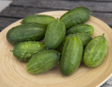 Drueagurk F1 'Anulka'
