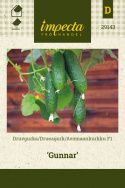 Drueagurk F1 'Gunnar'