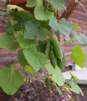 Drueagurk F1 'Gunnar'