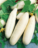 Hvid agurk 'White Wonder'