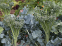 Broccoli F1 'Hirzia'
