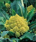 Broccoli 'Romanesco natalino'